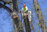 Чистят Сандански от опасни за граждани и туристи клони на дървета