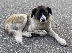 Община Разлог предупреди: Ще глобяваме стопани на кучета, оставени без надзор