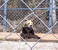 Мечка от зоопарка в Стара Загора открадна телефона на мъж, опитал да я снима отблизо