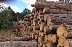 Започва кампанията за предоставяне на дърва за огрев в община Банско