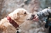 До края на април стопаните на кучета в Гоце Делчев трябва да ги регистрират, за да не плащат глоби