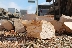 ЮЗДП дарява дървесина за 70 000 лв. на Хитрино