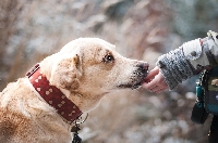 Община Гоце Делчев: Който не регистрира кучето си в срок, ще бъде санкциониран