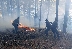 Горски, доброволци и огнеборци спряха голям горски пожар край Сатовча