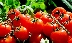 Африканци отглеждат доматите и краставиците у нас, българите - тези във Франция
