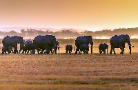 Сушата причини смъртта на над 400 слона в Кения