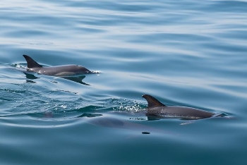 9 сигнала мъртви делфини са подадени от началото годината в РИОСВ-Варна