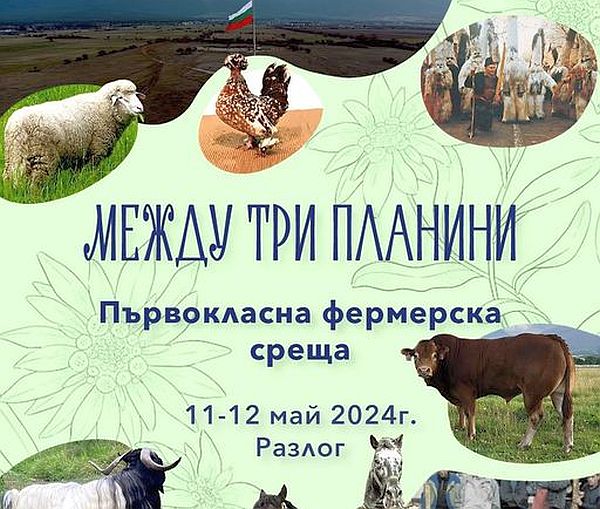 Фермери си дават първокласна среща между три планини край Разлог