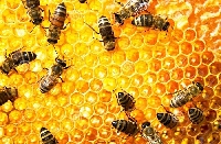 Пръскат срещу плевели по жп линията в Кресна, пчеларите да внимават