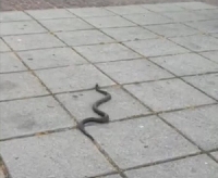 Нашествие на змии в Кюстендилско, Общината търси ловец на влечуги