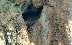 За първи път в България – египетски лешояд, отгледан на затворено, с поколение в дивата природа