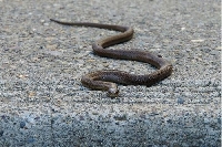 Трети ухапан от змия за последните две седмици в Пиринско