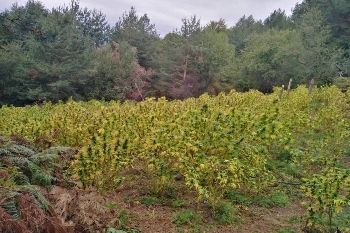 Пазят с видеокамери над тон канабис край село Струмешница