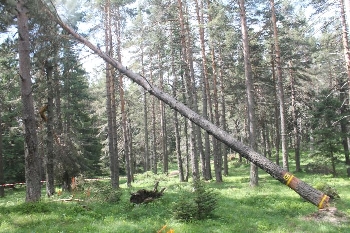 Дърво се стовари върху секач над село Ковачевица