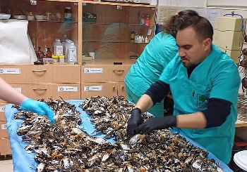 Над 1000 са вече чинките, убити от новогодишната заря в Копривщица