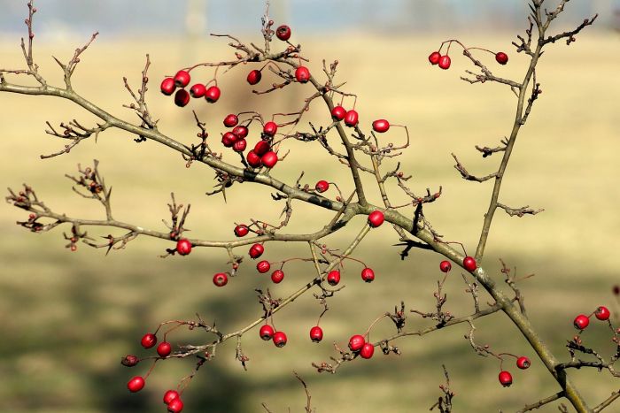 Снимка: pixabay.com
