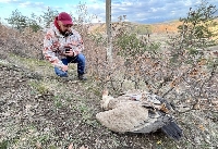 Отровни примамки убиха защитени лешояди в Мощанец