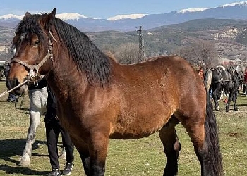 Коне теглят товари без камшици и удари по тях край село Крупник