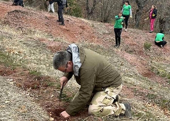 Горски и прокурори залесяват фиданки от черен бор край Клисура