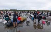 200 делфина отново заседнаха в Нова Зеландия 200 делфина отново заседнаха в Нова Зеландия