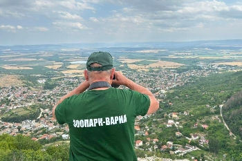 Намериха останки животни, убити от шуменския хищник