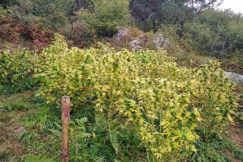 Канабис вкара мъж от село Дъбрава 1 г. в затвора