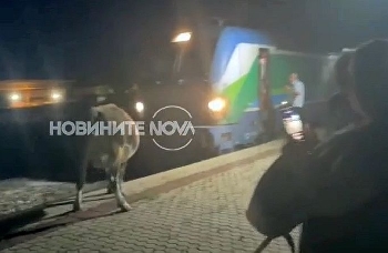 Крави посрещнаха и спряха бърз влак гара в София