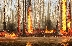 Пожар прогони 200 души от събор край Краставото кладенче