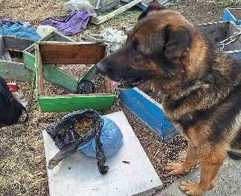 Бим откри килограм канабис в пчелин