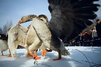 Гъсоци се сбиха в Русия на традиционни боеве за птици
