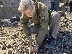 Залесиха над 3000 фиданки в опожарената Пирин планина над село Илинденци