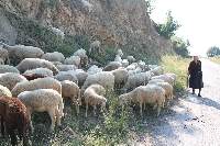 Овчарите вече са нащрек заради крадците по Великден