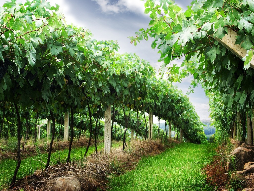 Снимка: agronovinite.com