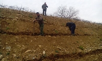 Над 1 милион фиданки засади тази пролет ЮЗДП