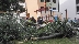 Клон на топола се стовари върху детска площадка в Благоевград