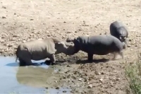 В ЮАР агресивен хипопотам уби носорог