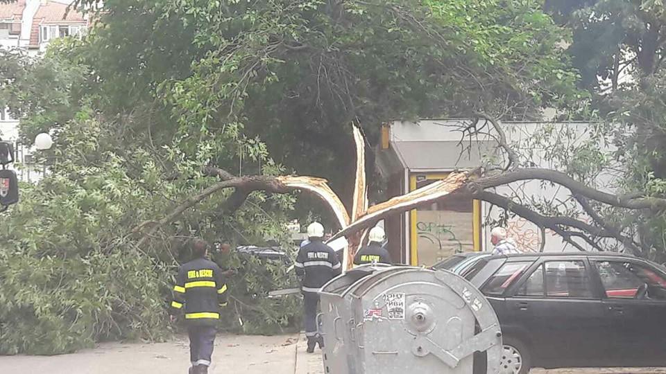 Силният вятър разцепи на две дърво в Благоевград, няма ранени
