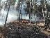 Пожар бушува в борова гора край Кресна, чакат хеликоптер на ВВС
