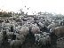 Строят ферма за 1000 овце и кози в община Струмяни