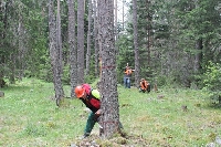 46 кубически метра дърва задържани за седмица в ЮЗДП