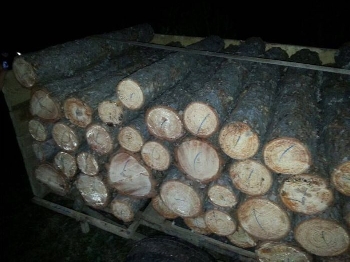 Спипаха камиони на дърводобивна фирма от Разложко с незаконна дървесина