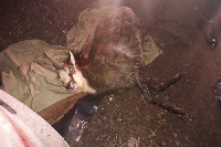 Заловиха бракониери, убили дива коза в НП Пирин”