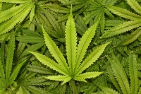 В Гърция внасят законопроект за легализиране на канабиса В Гърция внасят законопроект за легализиране на канабиса