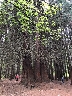 Вековните секвои край Богослов станаха любими дървета за 2017