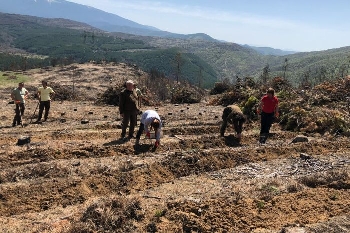 Залесиха 6500 фиданки на изгорелите гори над Стара Кресна