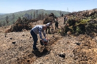 Залесиха 6500 фиданки на изгорелите гори над Стара Кресна