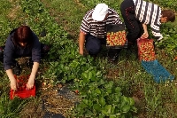 Започна беритбата на първите ягоди в ДГС-Рилски манастир