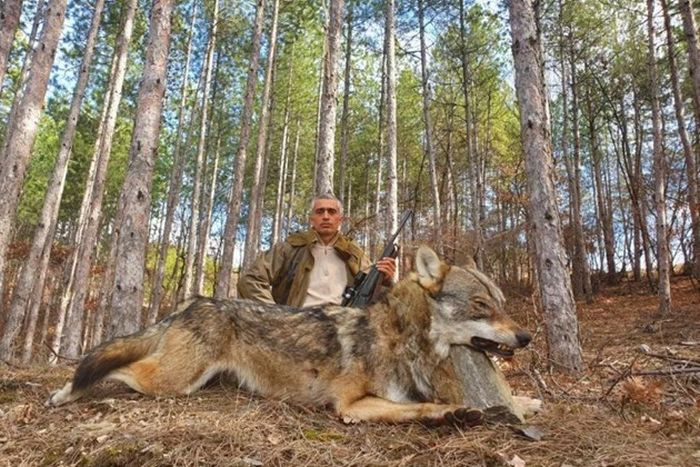 Семир - най-добрият ловец на вълци в страната